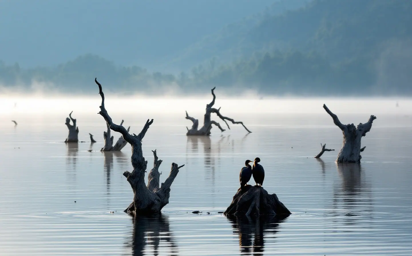 Periyar lake at dawn with dead tree trunks standing in the water and forested hills behind
